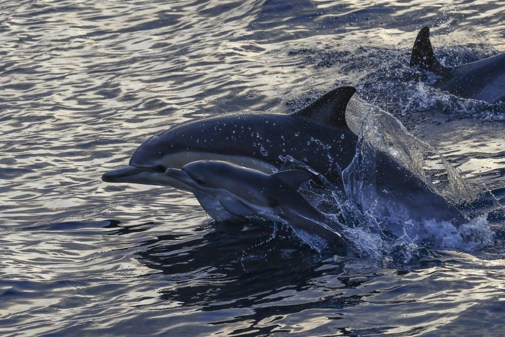 20260506 0K2A7186 | San Diego Whale Watch 29