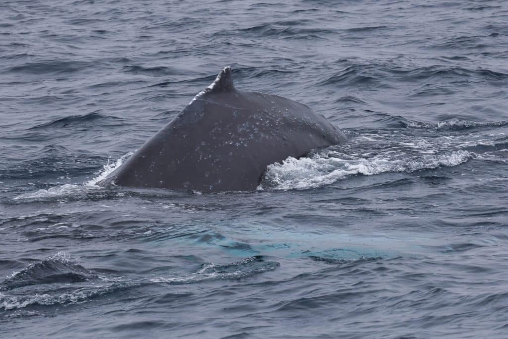 20260509 0K2A1422 | San Diego Whale Watch 20