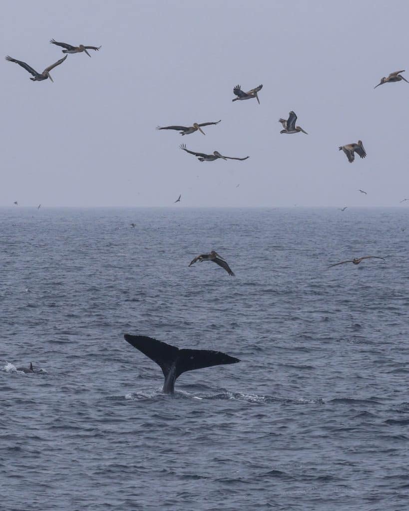 20260509 0K2A9724 | San Diego Whale Watch 16