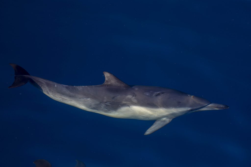 20260510 0K2A0145 | San Diego Whale Watch 11