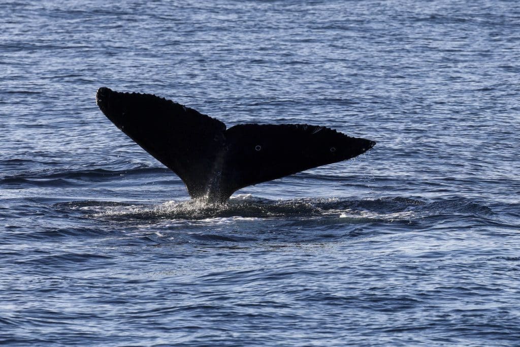 20260510 0K2A1187 | San Diego Whale Watch 15