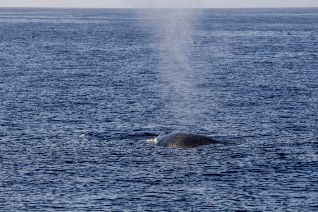 20260510 0K2A1438 | San Diego Whale Watch 13