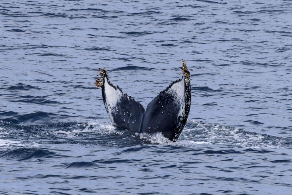 20260511 0K2A3226 | San Diego Whale Watch 1