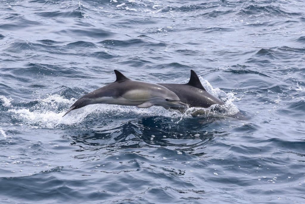 20260511 0K2A3427 | San Diego Whale Watch 3