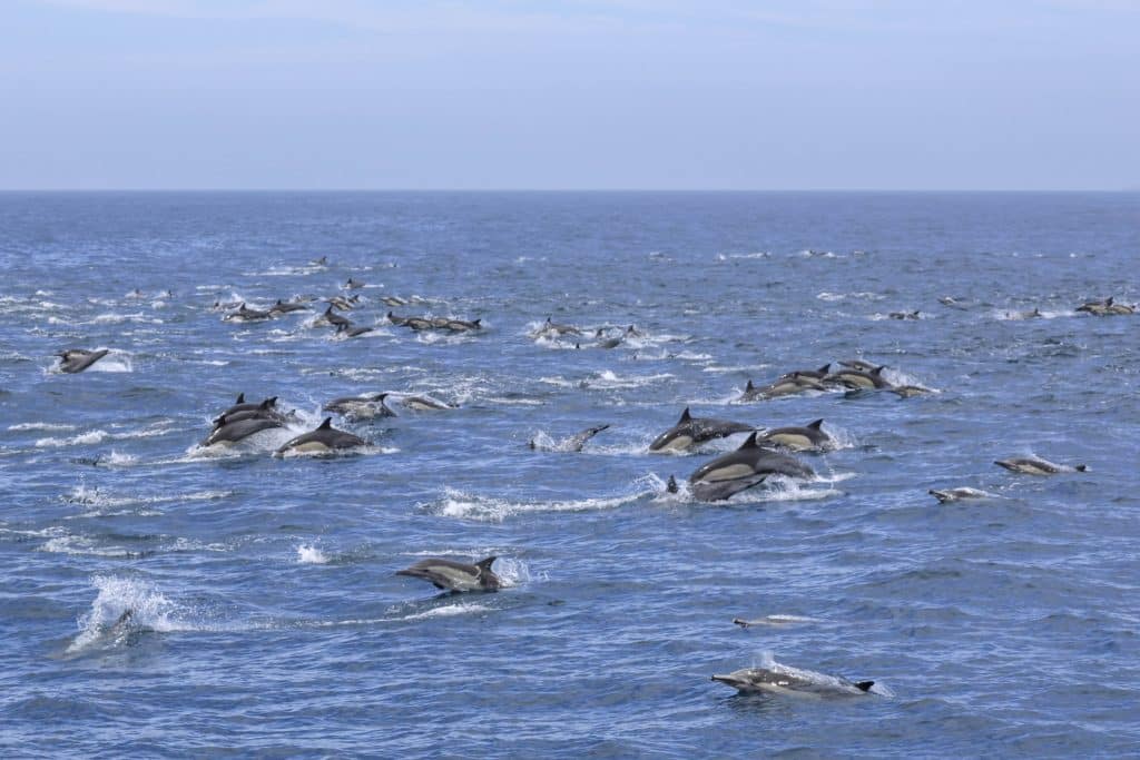20260511 0K2A3604 | San Diego Whale Watch 5
