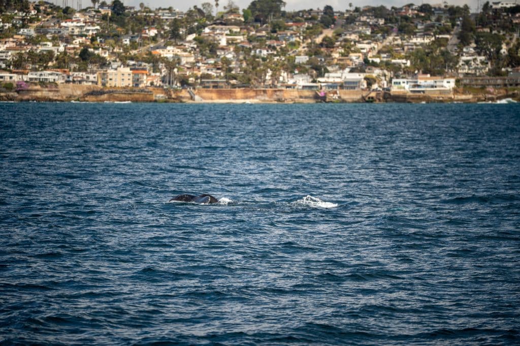 IMG 9944 | San Diego Whale Watch 7