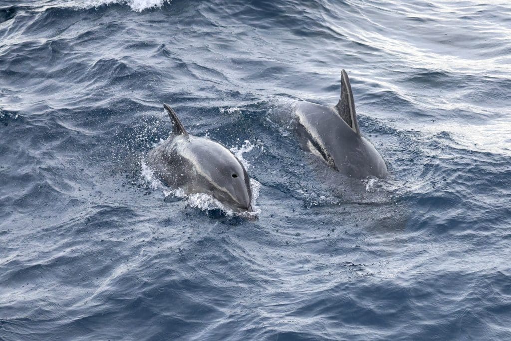 20250601 0K2A7058 | San Diego Whale Watch 22