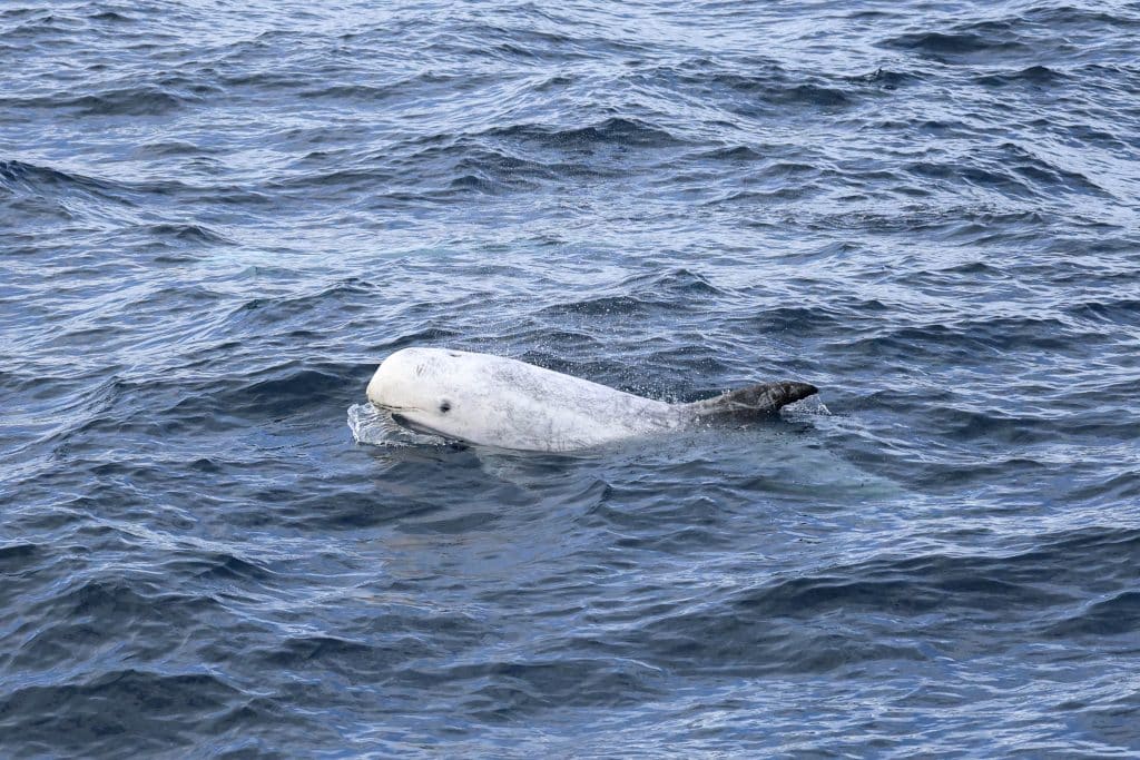 20250601 0K2A7472 | San Diego Whale Watch 16