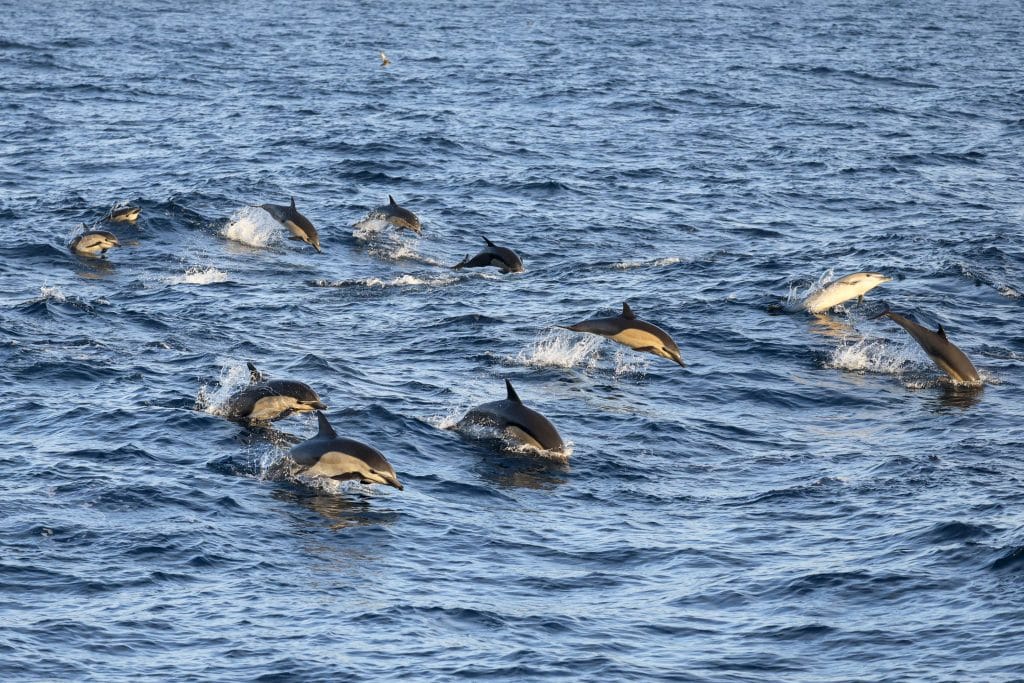 20250601 0K2A8240 | San Diego Whale Watch 18