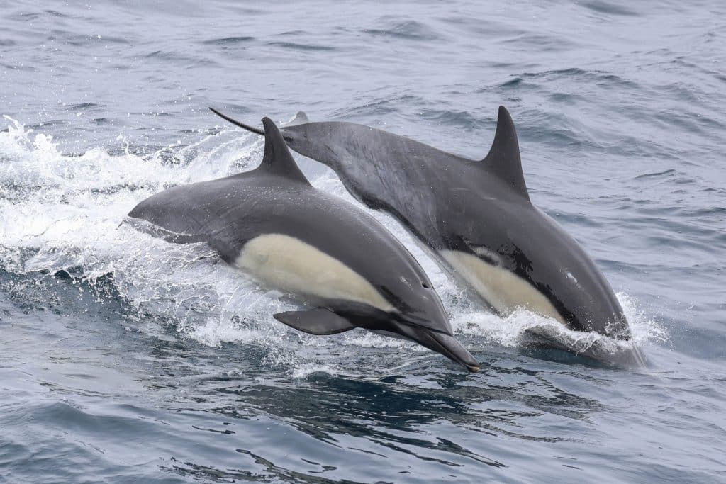 20250602 0K2A9298 | San Diego Whale Watch 22