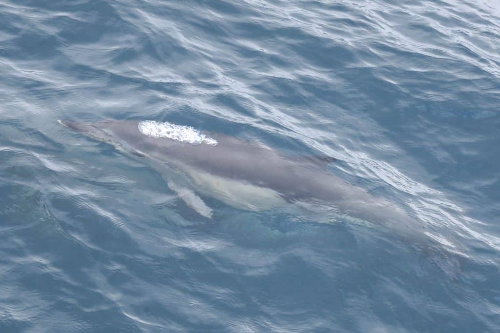 20250604 0K2A1325 | San Diego Whale Watch 1