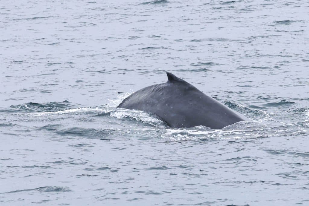 20250604 0K2A1524 | San Diego Whale Watch 3