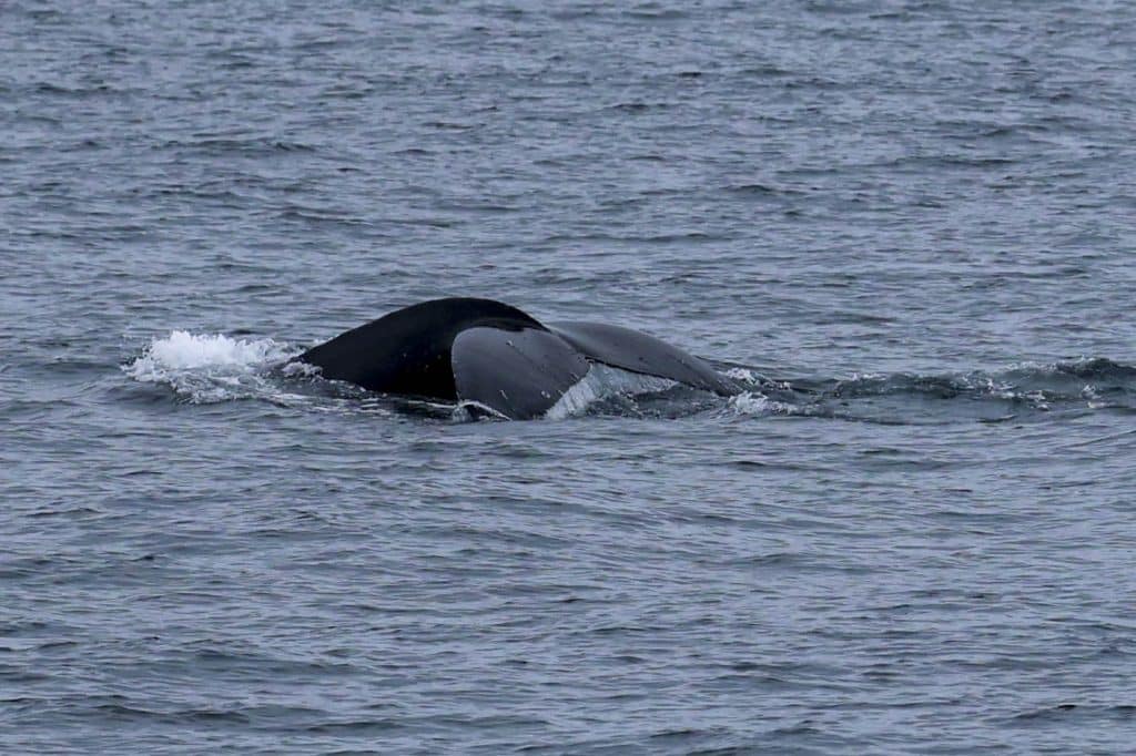 20250604 0K2A1956 | San Diego Whale Watch 7