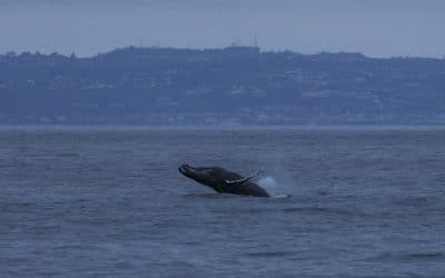 This evenings sunset whale watch was one for the books!!