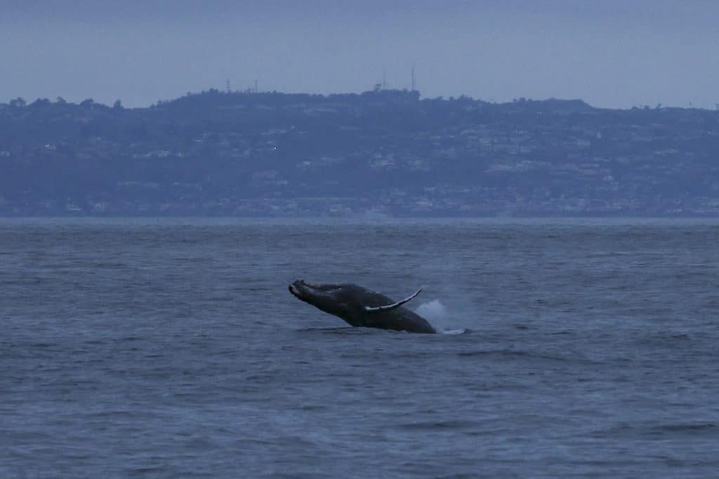 20250604 0K2A2167 | San Diego Whale Watch 13