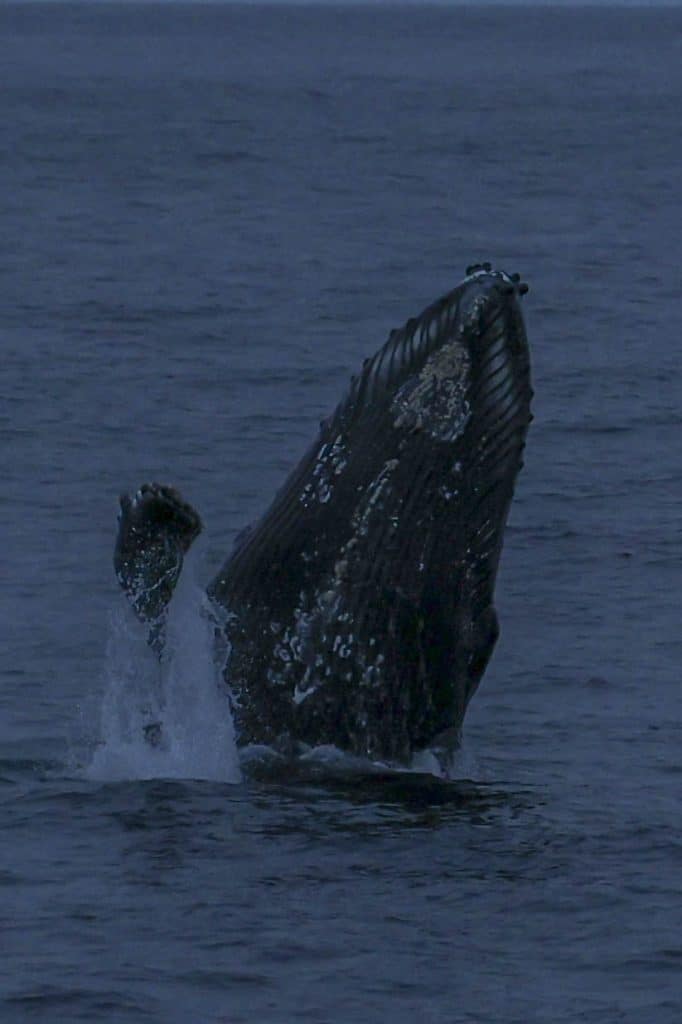 20250604 0K2A2483 | San Diego Whale Watch 11