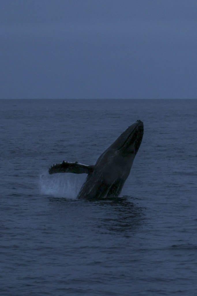 20250604 0K2A2513 | San Diego Whale Watch 9