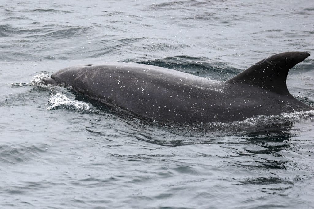 20250605 0K2A2868 | San Diego Whale Watch 3