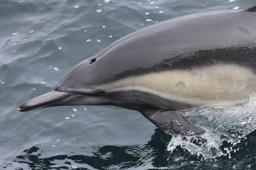 20250605 0K2A3210 | San Diego Whale Watch 1
