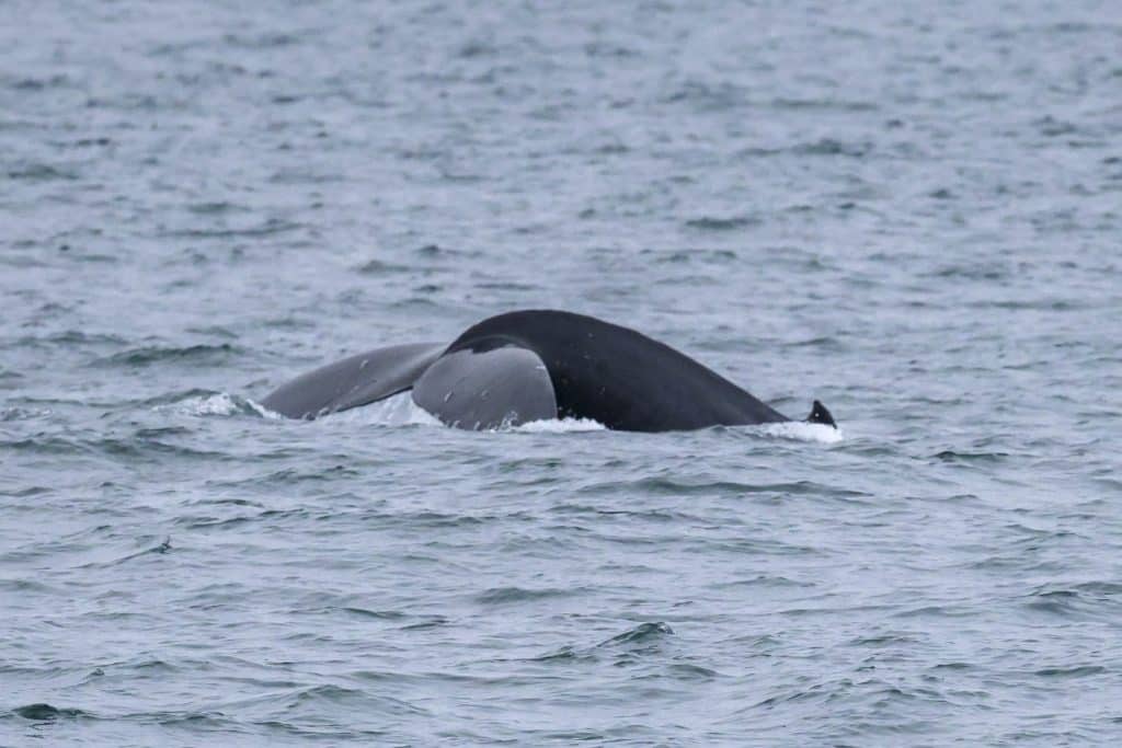 20250605 0K2A3967 | San Diego Whale Watch 9