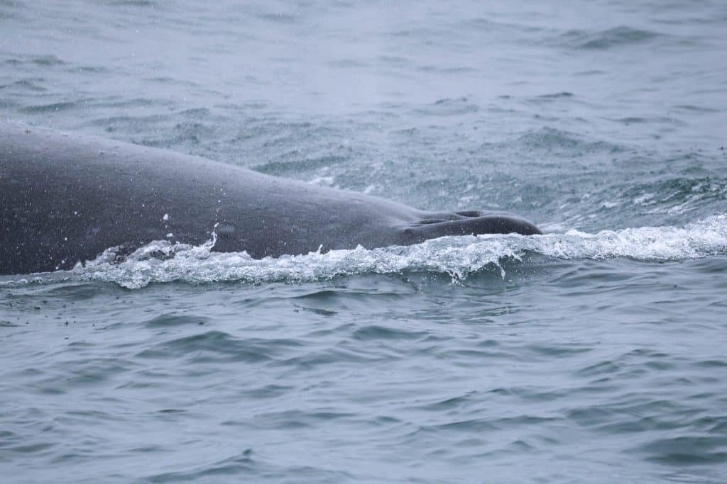 20250605 0K2A4021 | San Diego Whale Watch 11
