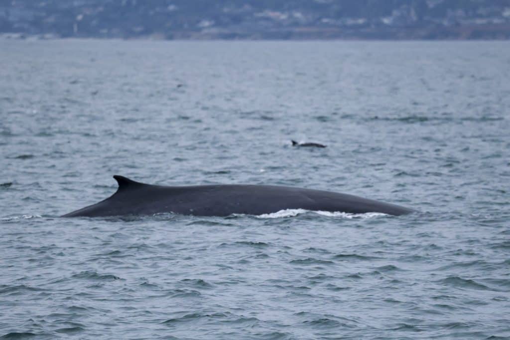 20250605 0K2A4276 | San Diego Whale Watch 13