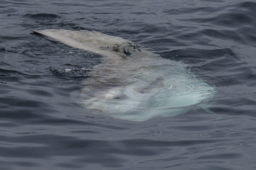 20250606 0K2A4882 | San Diego Whale Watch 24