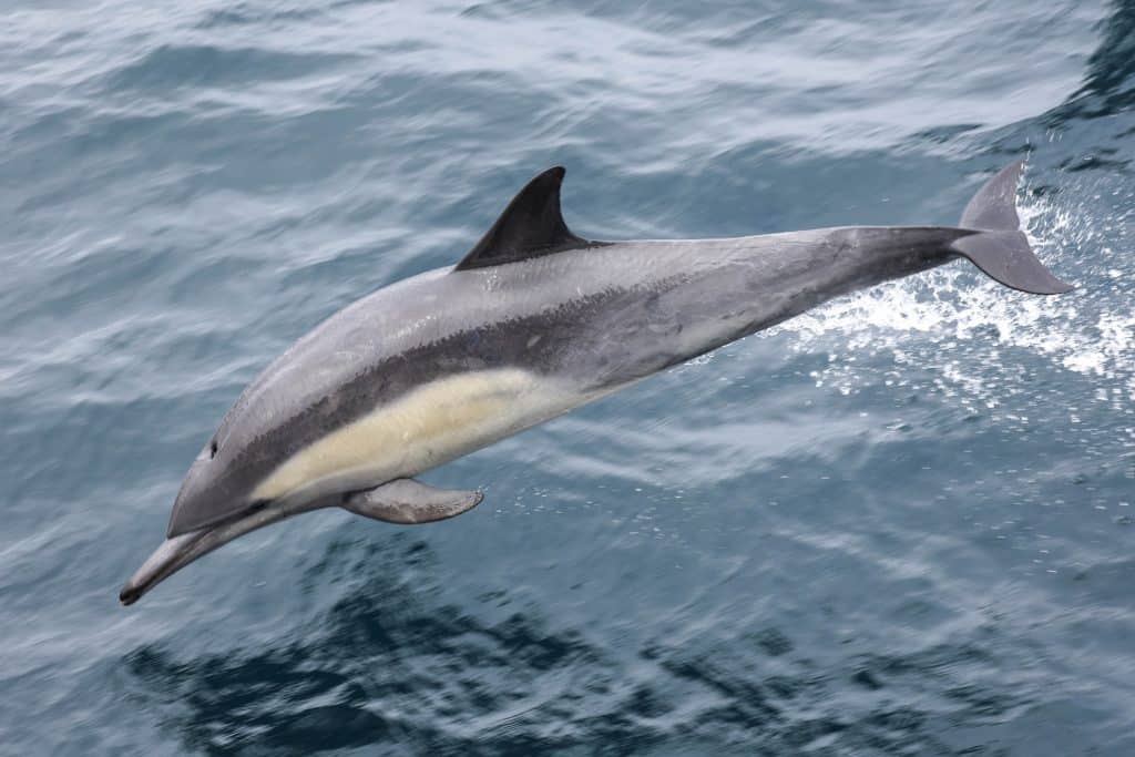 20250606 0K2A5077 | San Diego Whale Watch 18