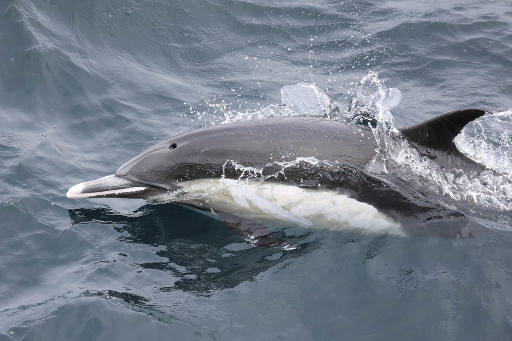 20250606 0K2A5394 | San Diego Whale Watch 20