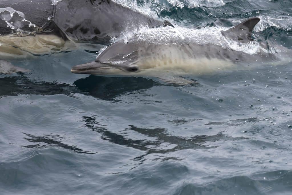 20250606 0K2A5409 | San Diego Whale Watch 22