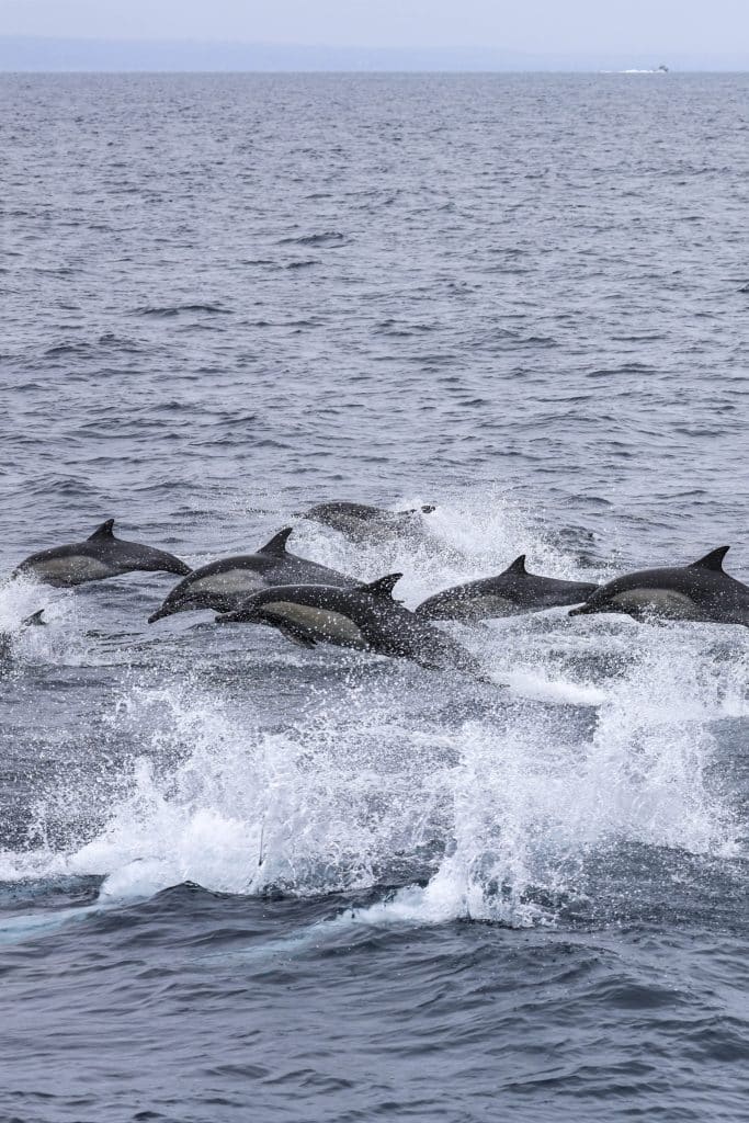 20250607 0K2A6691 | San Diego Whale Watch 5