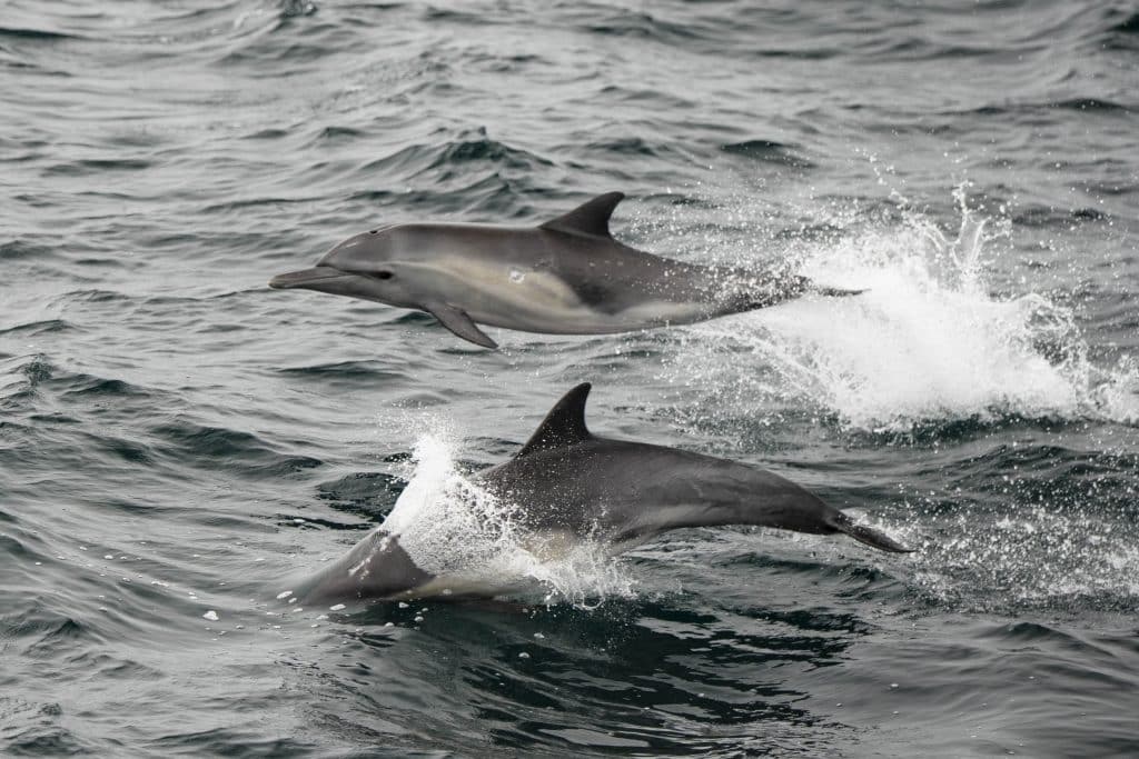20250607 DSC9327 | San Diego Whale Watch 1