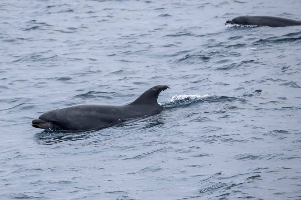 20250608 0K2A8179 | San Diego Whale Watch 5