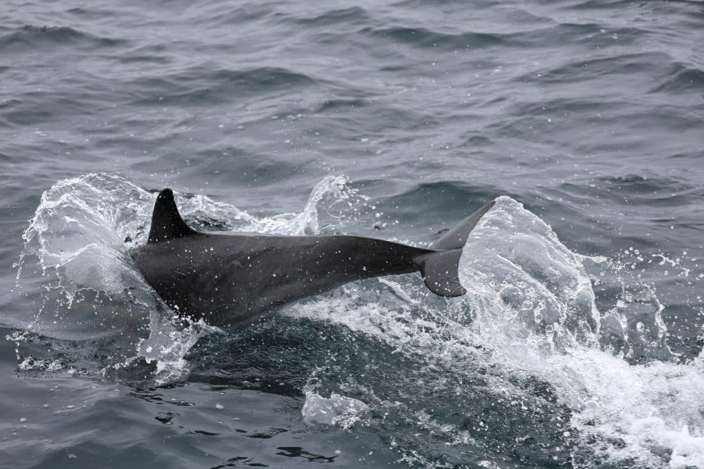 20250609 0K2A8494 | San Diego Whale Watch 21