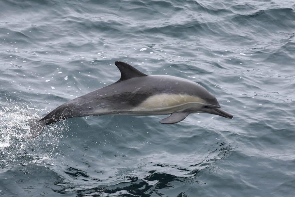 20250609 0K2A8597 | San Diego Whale Watch 19