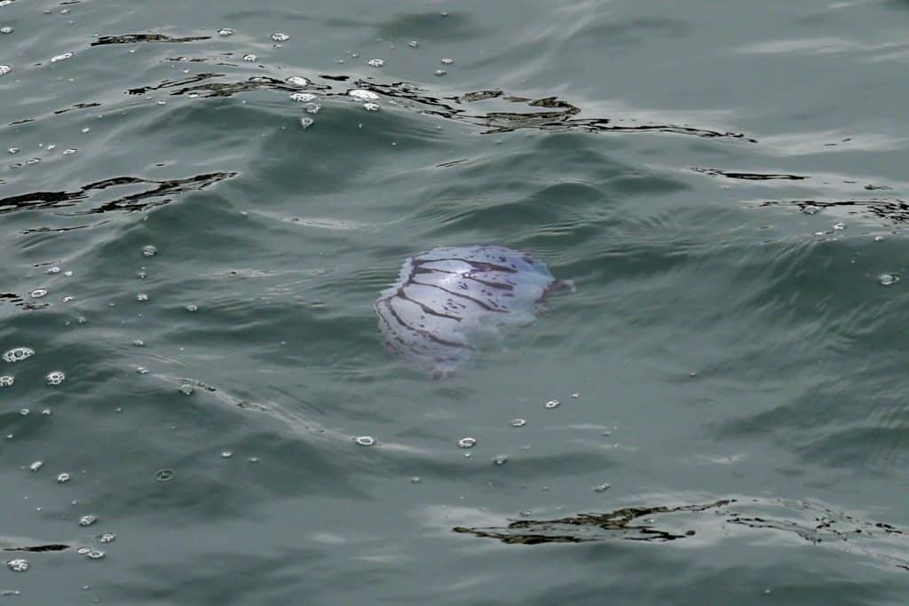 20250609 0K2A8846 | San Diego Whale Watch 23