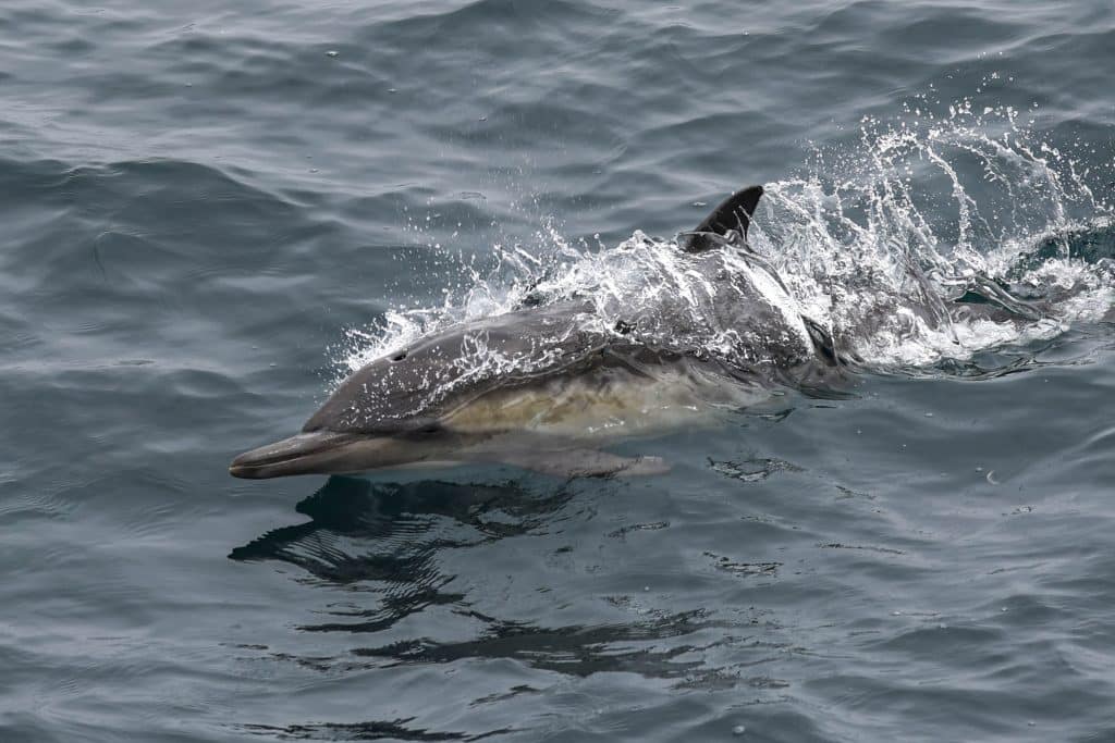 20250609 0K2A8987 | San Diego Whale Watch 25