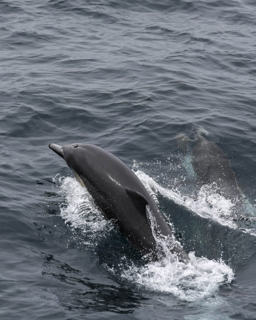 20250609 0K2A9313 | San Diego Whale Watch 29