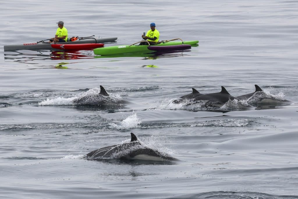 20250611 0K2A0246 | San Diego Whale Watch 13