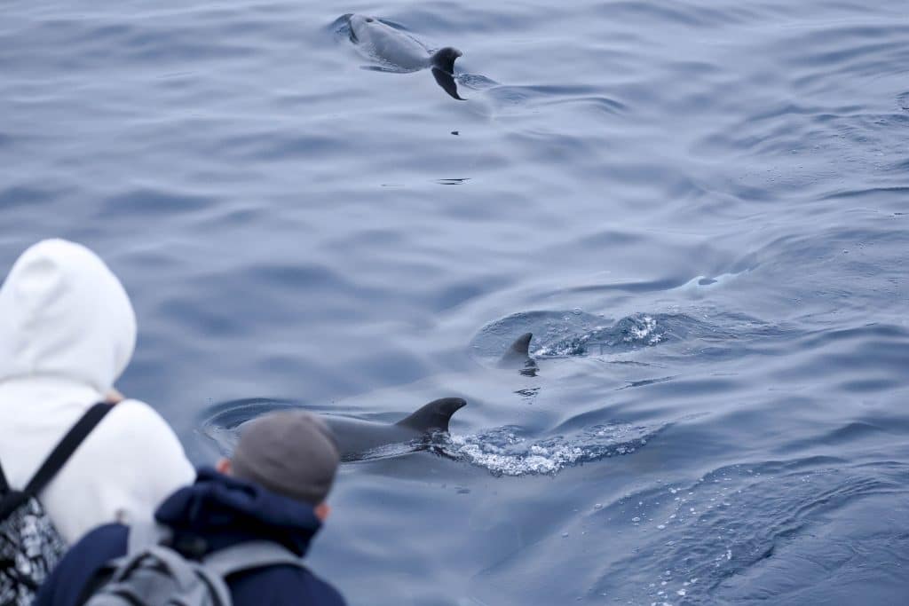 20250611 0K2A0899 | San Diego Whale Watch 17
