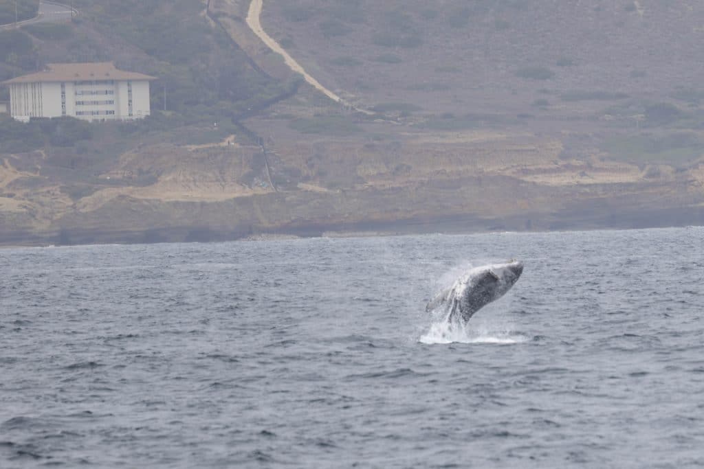20250612 0K2A1300 | San Diego Whale Watch 3