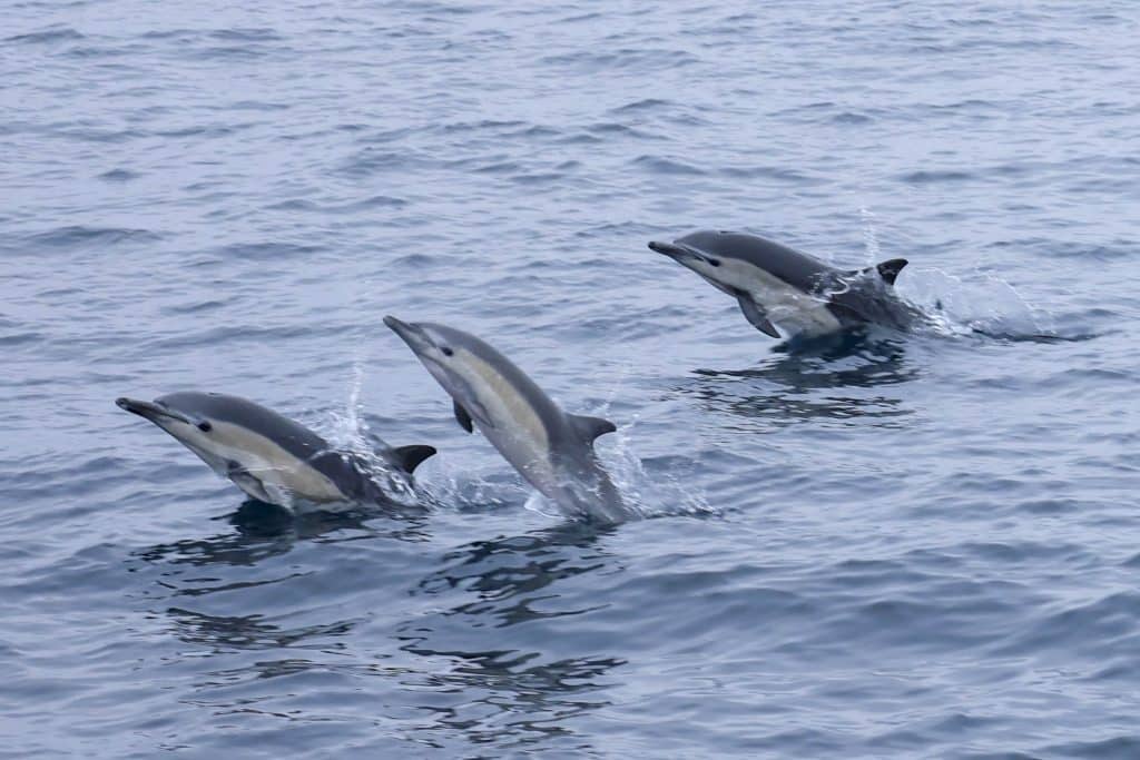 20250612 0K2A1956 | San Diego Whale Watch 13
