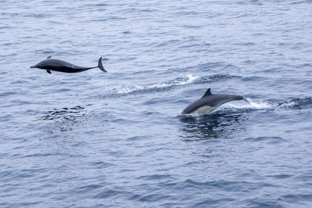 20250612 0K2A1972 | San Diego Whale Watch 15