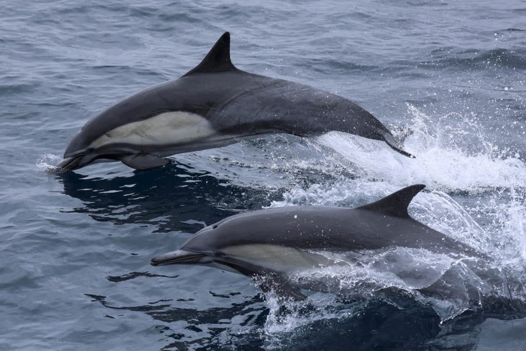 20250613 0K2A2627 | San Diego Whale Watch 9