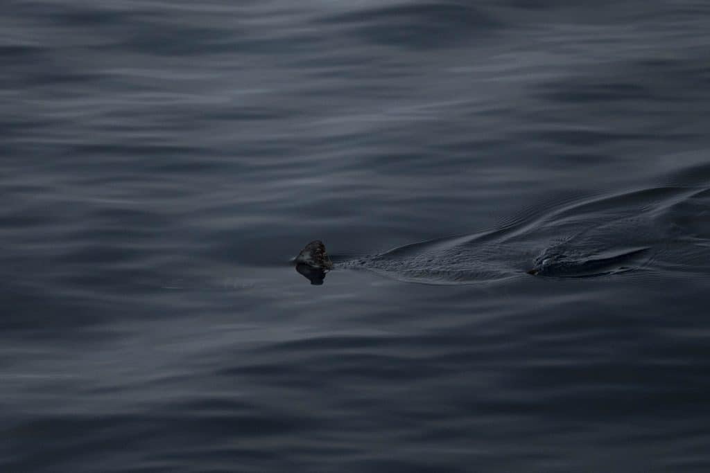 20250613 DSC0096 | San Diego Whale Watch 5