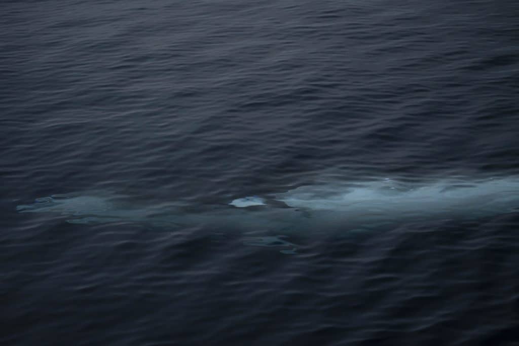 20250613 DSC0147 | San Diego Whale Watch 3