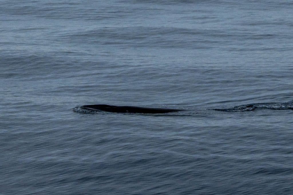 20250613 DSC0168 | San Diego Whale Watch 1