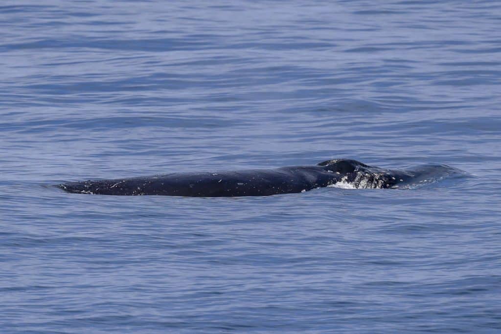20250616 0K2A6521 | San Diego Whale Watch 11