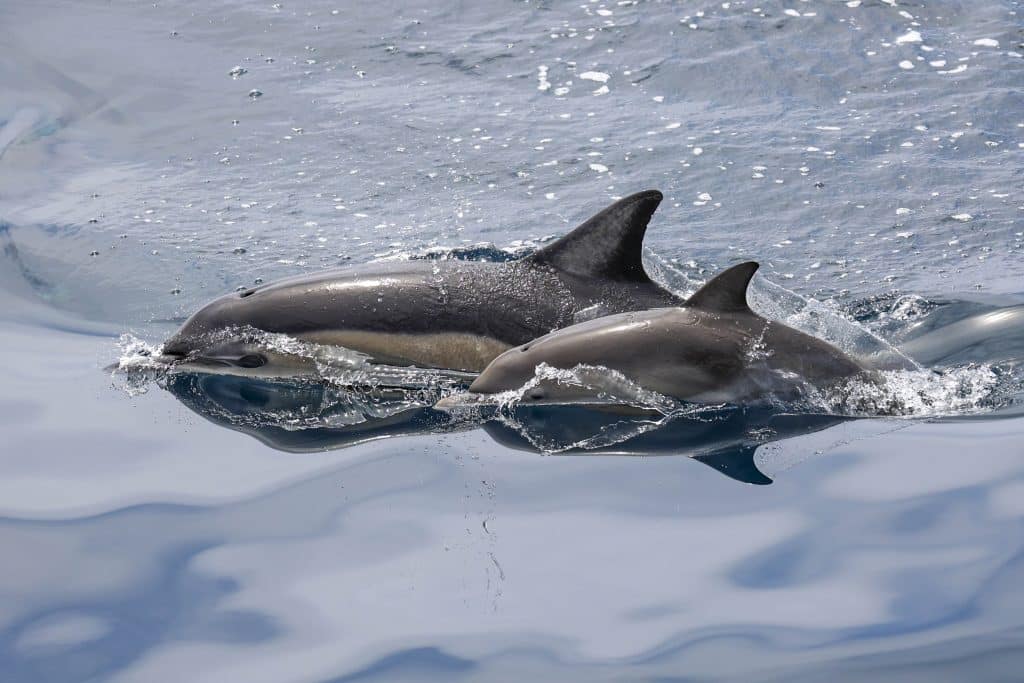 20250616 0K2A6711 | San Diego Whale Watch 9