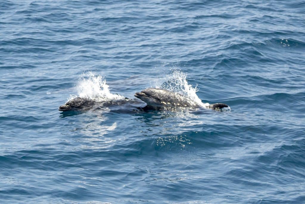 20250616 DSC0574 | San Diego Whale Watch 7